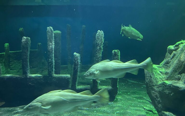 Fische in einem Aquarium.