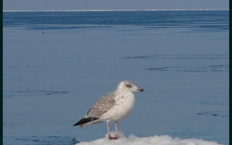 Möwe am Winterstrand in Kolobrzeg (Kolberg). Foto: Kolberg-Café