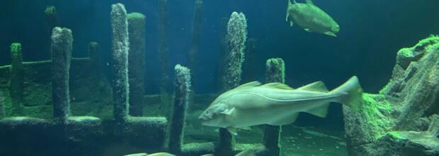 Fische in einem Aquarium.