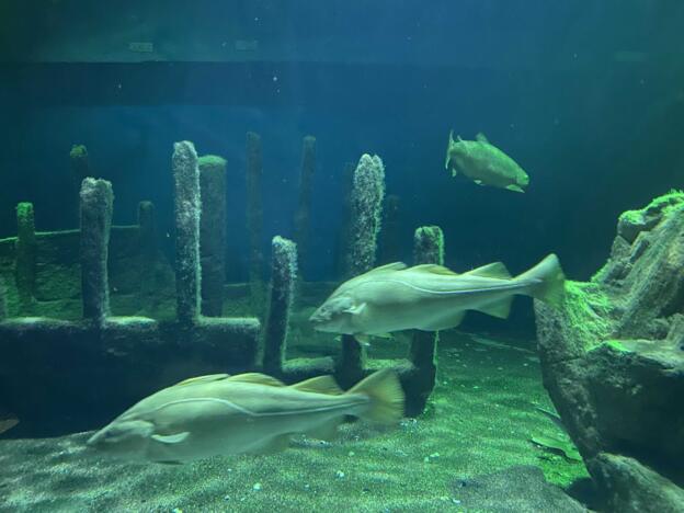 Fische in einem Aquarium.