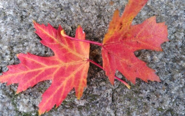 Herbstlaub in Kolberg. Foto: Jens Hansel