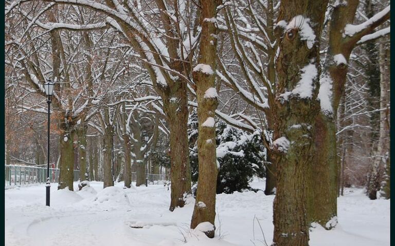 Winter im Kolberger Wald. Foto: Kolberg-Cafe