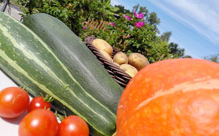 Zucchini, Tomaten und Kürbis in Kolberg